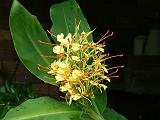 Ginger hedychium 2 